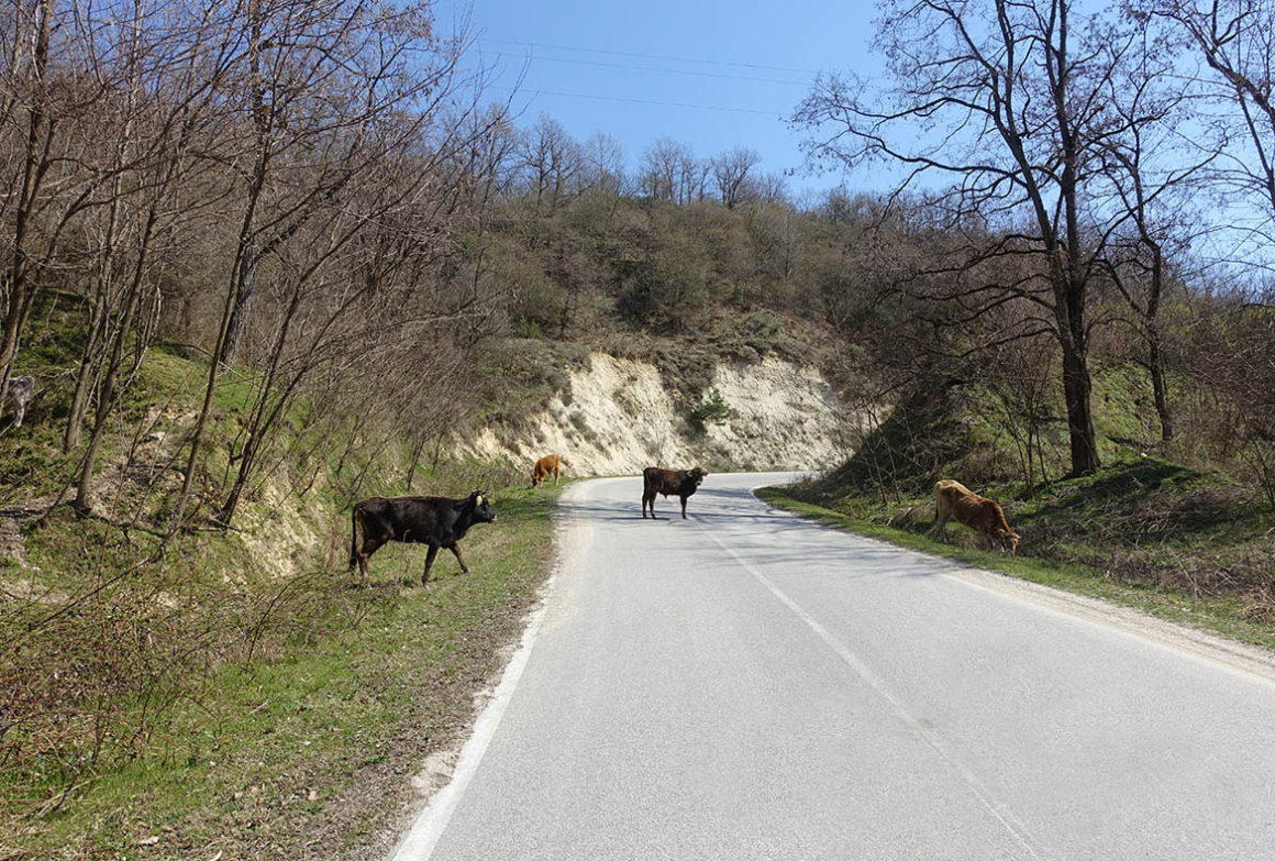 cow_melnik