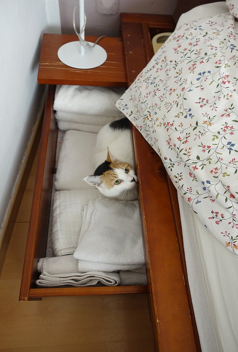 Olive in Nice, France